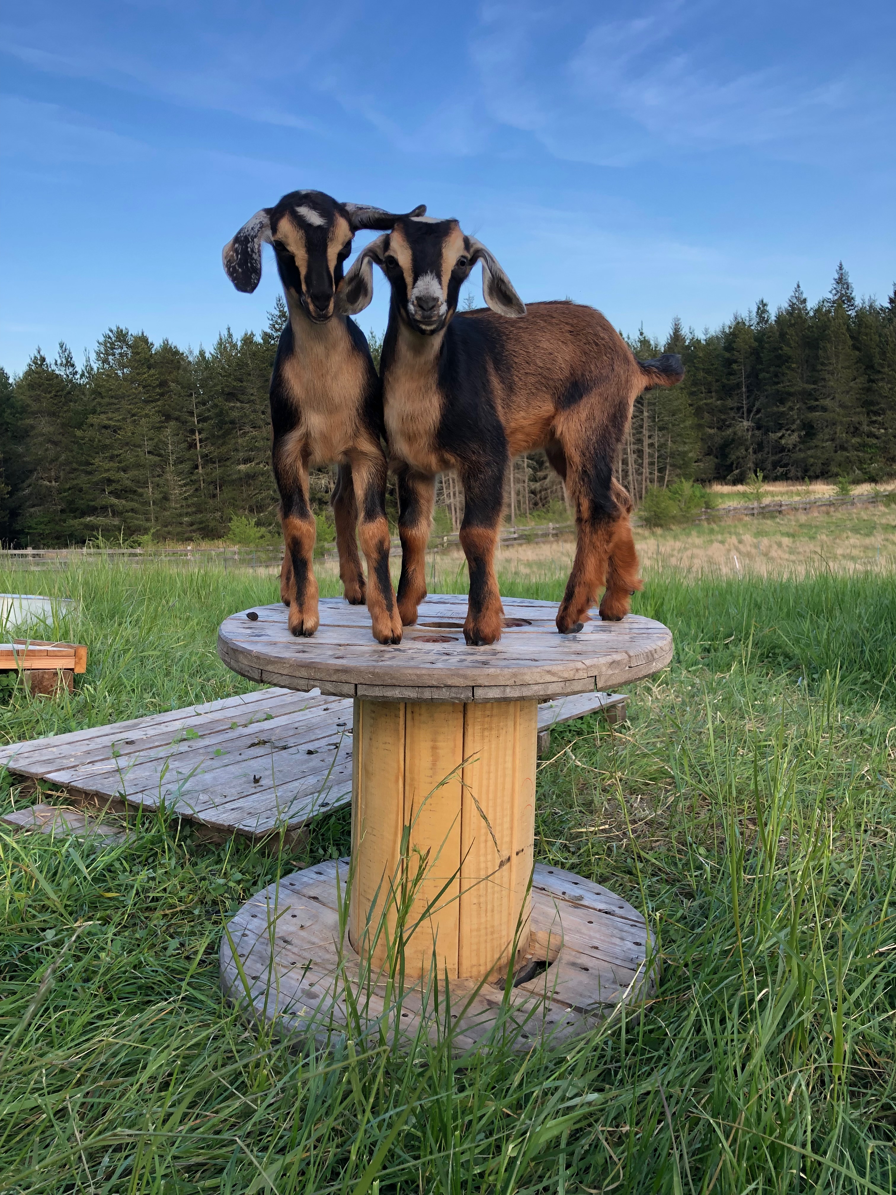 [PHOTO: baby goats.jpg]