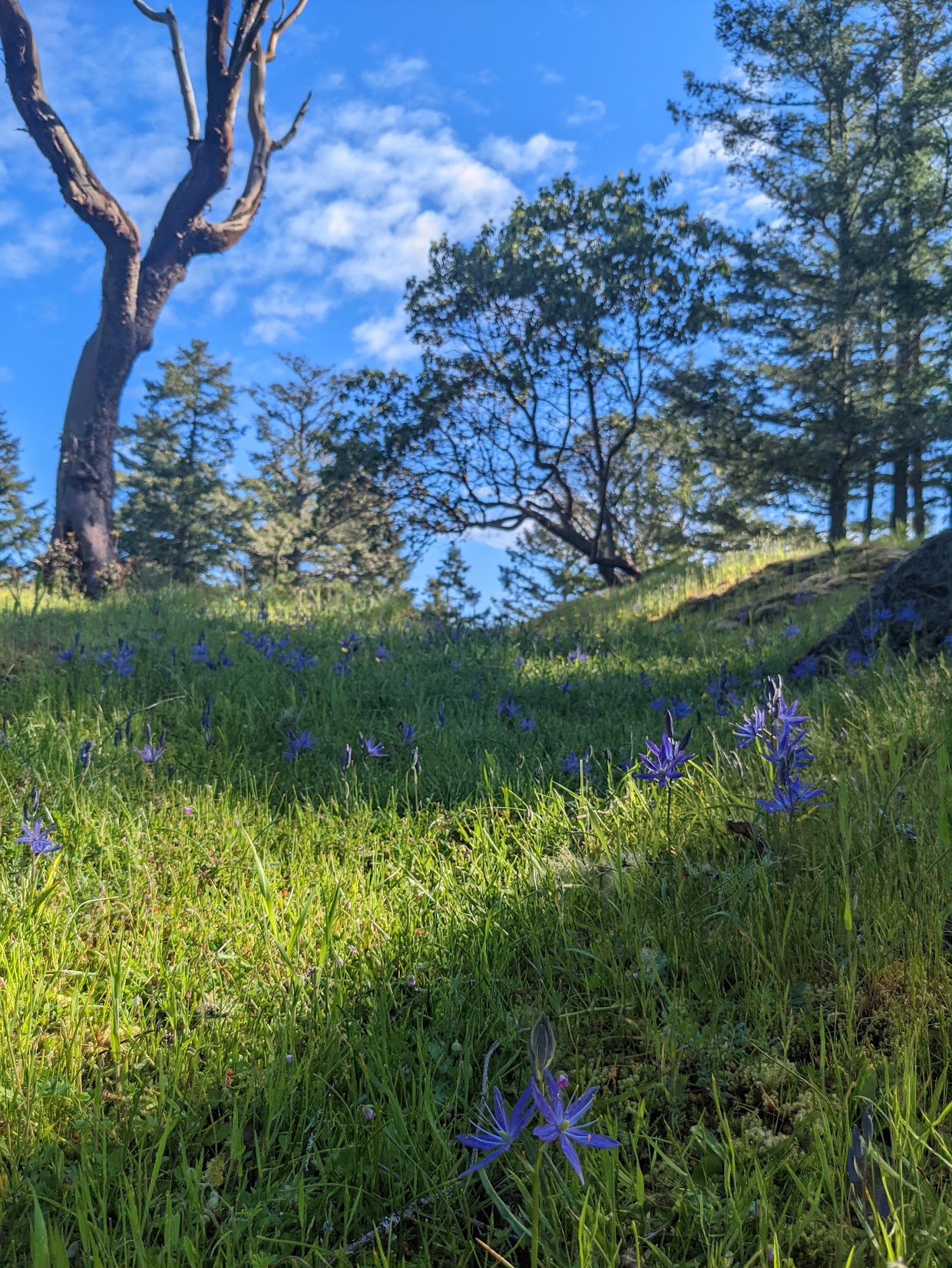 Why are we calling it Camas Commons?